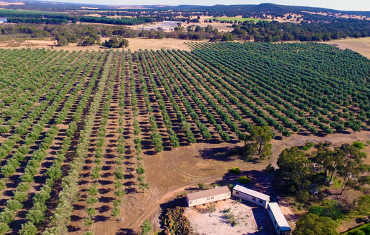 wickham olive grove